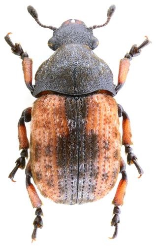 Réf. 349 885 : Anthribus scapularis